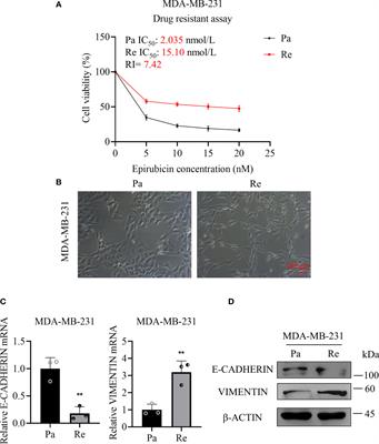 RUNX2 facilitates aggressiveness and chemoresistance of triple negative breast cancer cells via activating MMP1